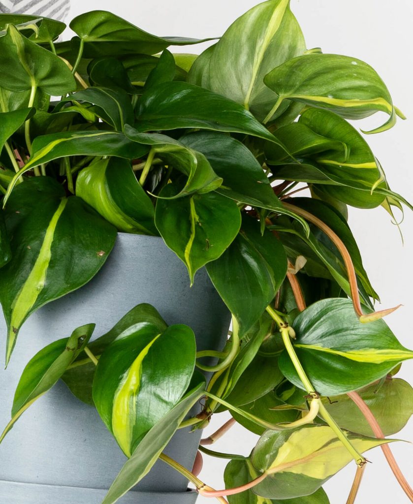 Bệnh vàng lá ở cây trầu bà Philodendron