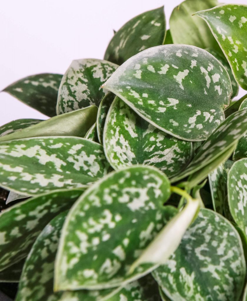 Tại sao lá cây trầu bà Pothos chuyển sang màu vàng?