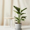 Buy Homeforest Potted Large Bird of Paradise