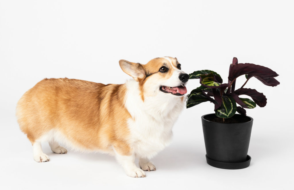 bloomscape safe plants for cats and dogs