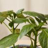 Buy Homeforest Potted Hot Pepper