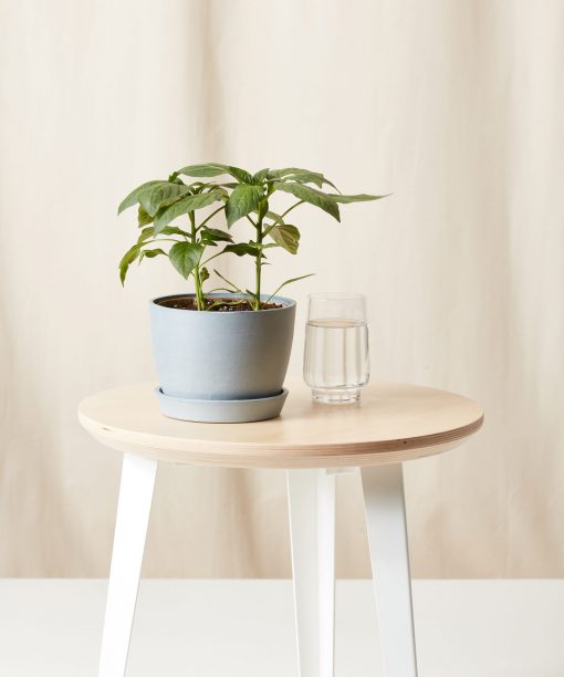 Buy Homeforest Potted Hot Pepper