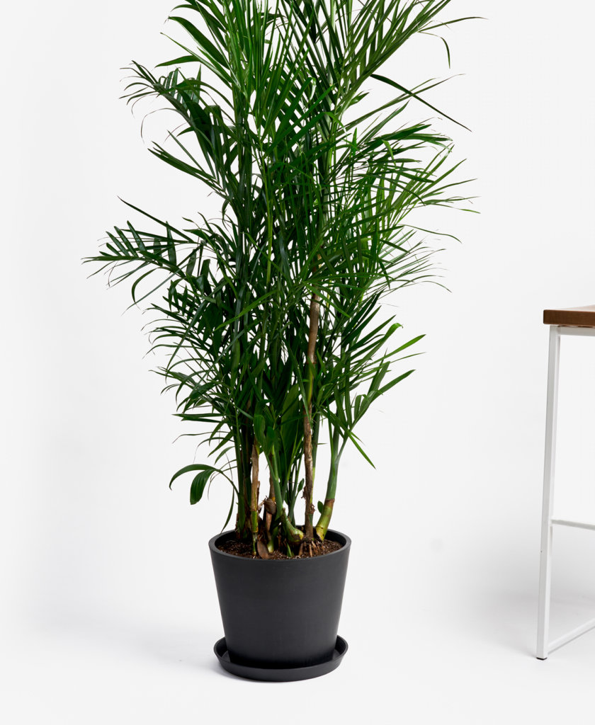 Buy Bloomscape Potted Bamboo Palm