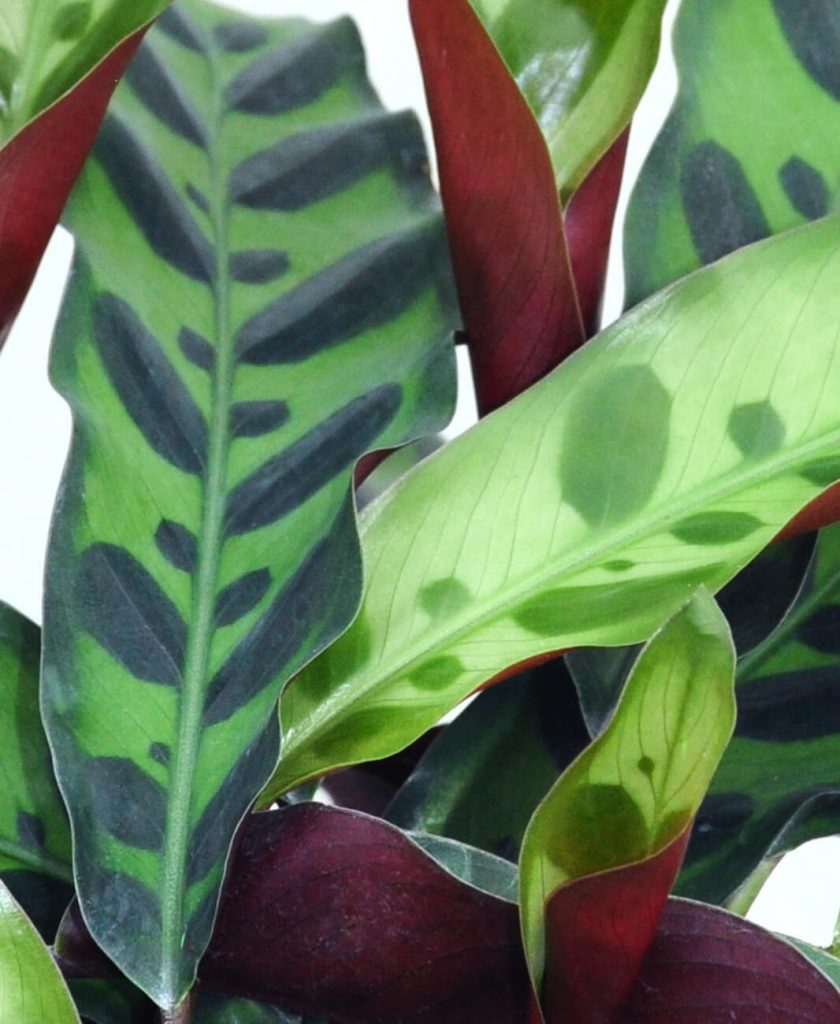 Tại sao lá cây Calathea chuyển sang màu nâu ở mép?