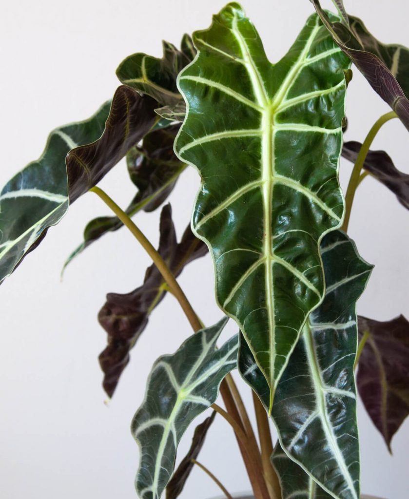Cây môn Alocasia