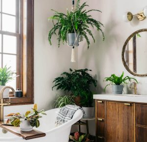 Cây trồng tốt nhất cho phòng tắm: Làm mới không gian của bạn