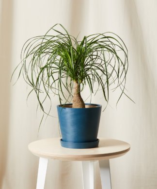 Buy Bloomscape Potted Ponytail Palm