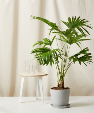 Bloomscape Extra-Large Chinese Fan Palm potted in Stone Ecopot