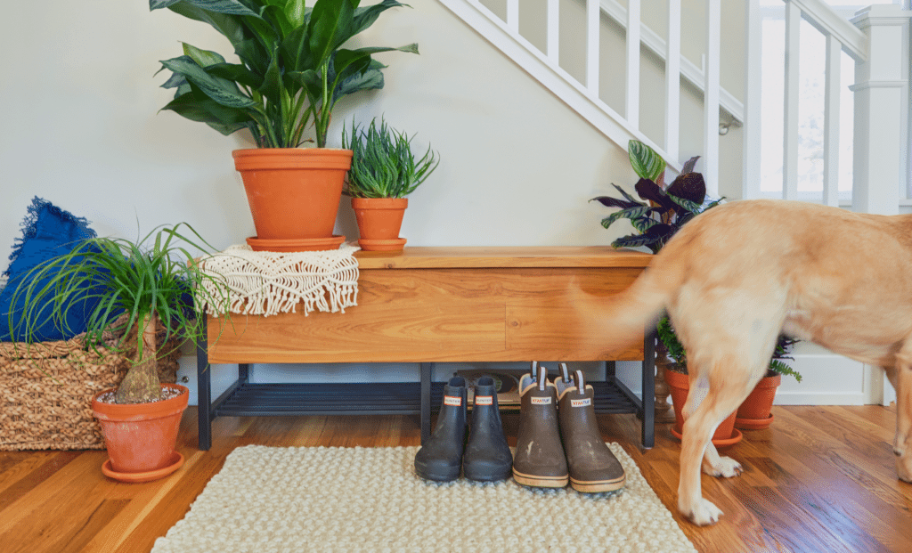 bloomscape pet friendly houseplants