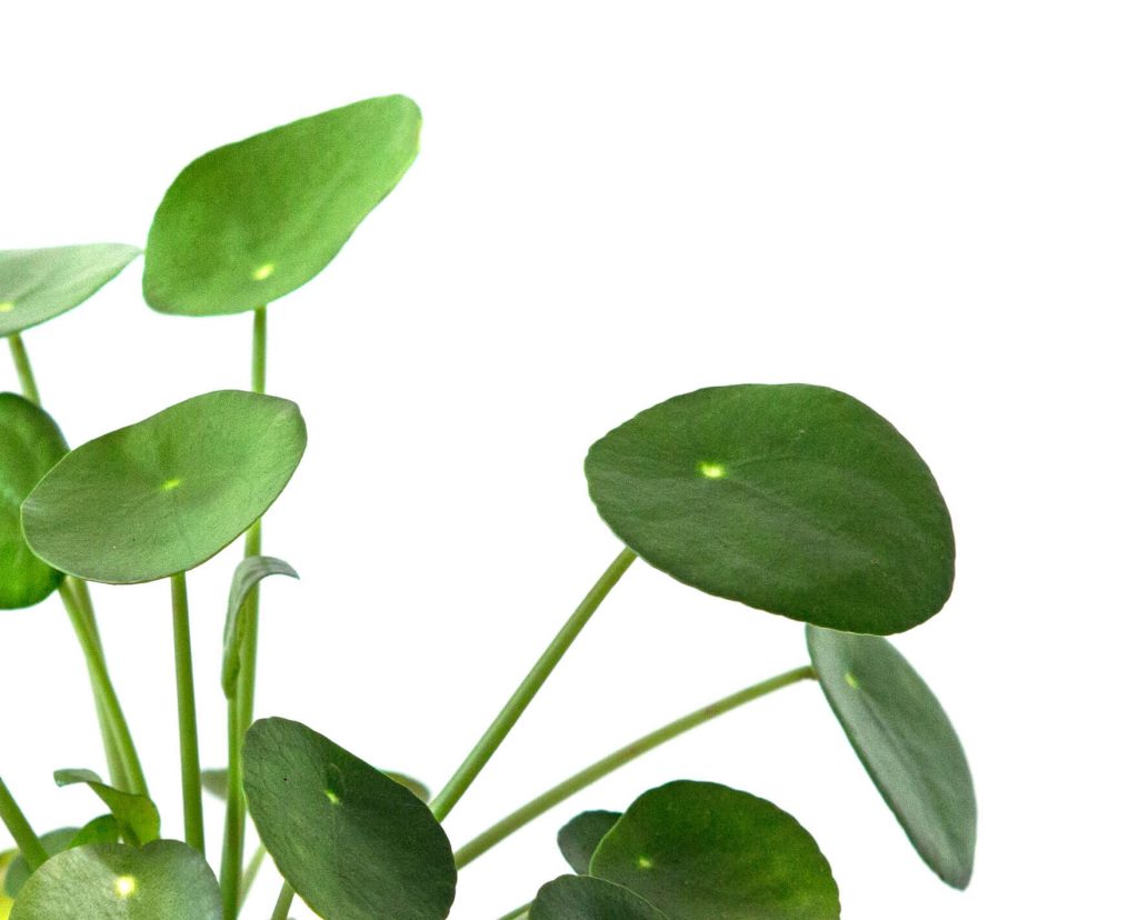 Plant.vn Tips: Chăm sóc cây cỏ gương