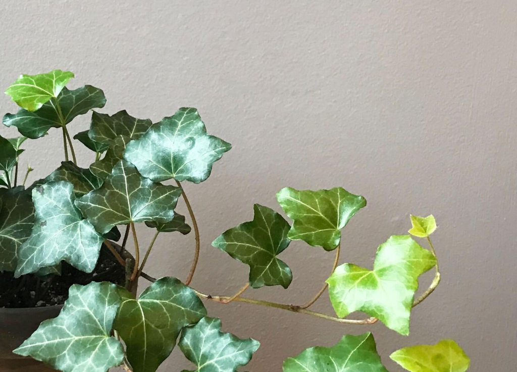 Plant.vn Tips: Chăm sóc cây Thường xuân (Hedera Ivy)