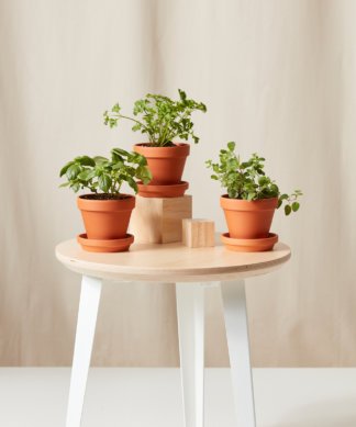 Buy Bloomscape Potted Savory Collection