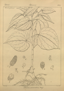Bức vẽ tổng quan các bộ phận của cây lá lốt (Ảnh Useful Tropical Plants)