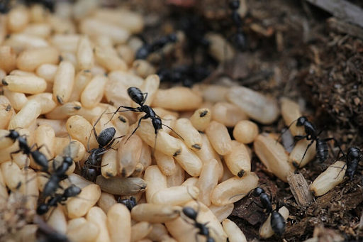 Trứng kiến đen - “lộc rừng” của người dân tộc Bắc Giang. (Ảnh suckhoecongdong)