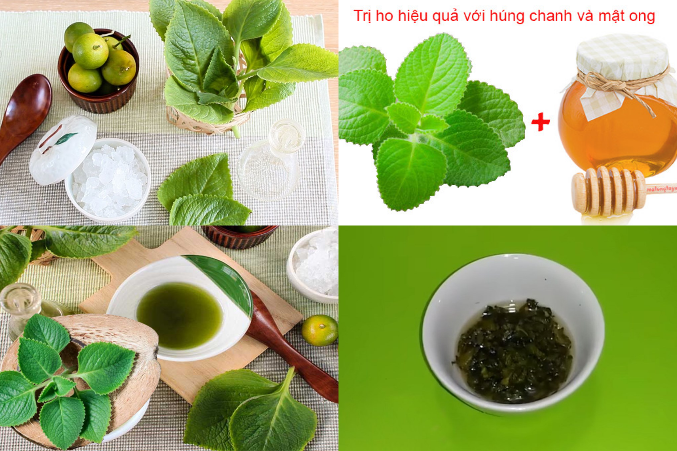 Bài thuốc dân gian chữa bệnh từ cây húng chanh _ Ảnh sưu tầm