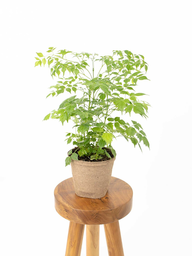 Đặt cây Hạnh phúc trên bàn hoặc sảnh đi lại (Ảnh bancongxanh.com)