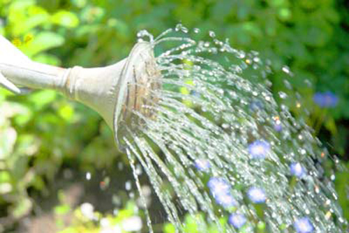 Tưới nước cho cây từ 2 – 3 ngày một lần (Ảnh bancaynoithat.com)
