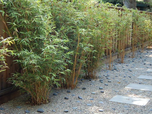 Trồng cây bằng phương pháp gieo hạt hoặc tách bụi (Ảnh ucozfee.com)