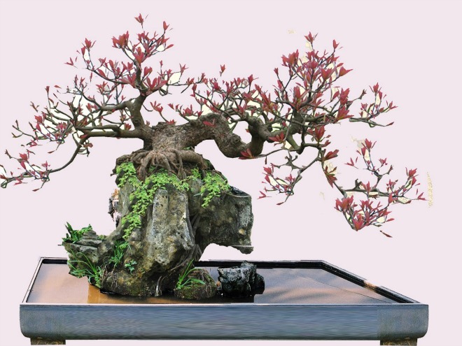 Các thế của cây bonsai (Ảnh: Sưu tầm)