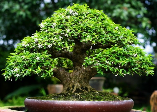 Mai Chiếu Thủy - Những điều bạn chưa biết về loài cây thú vị này - Plant.vn