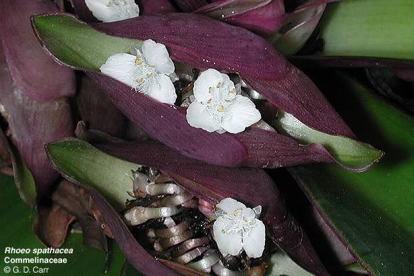 Bộ phận hoa của cây được sử dụng làm thuốc phổ biến (Ảnh sưu tầm)