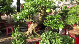 Cây Đào bonsai (Ảnh: Sưu tầm)