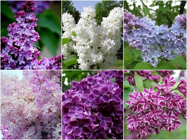 Hoa Lilac có nhiều màu đa dạng (Nguồn: Hoa Ba Miền)