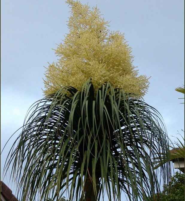 Hoa của cây Cọ đuôi ngựa (Ảnh sưu tầm) 