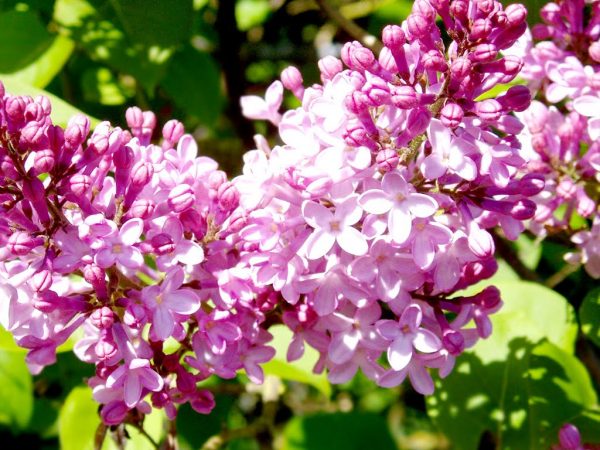 Hoa Lilac được dùng làm tinh dầu thơm (Nguồn: Hoatuoivn.net)