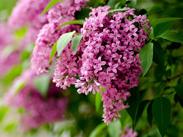 Hoa Lilac tím (Nguồn: Lucky Garden)